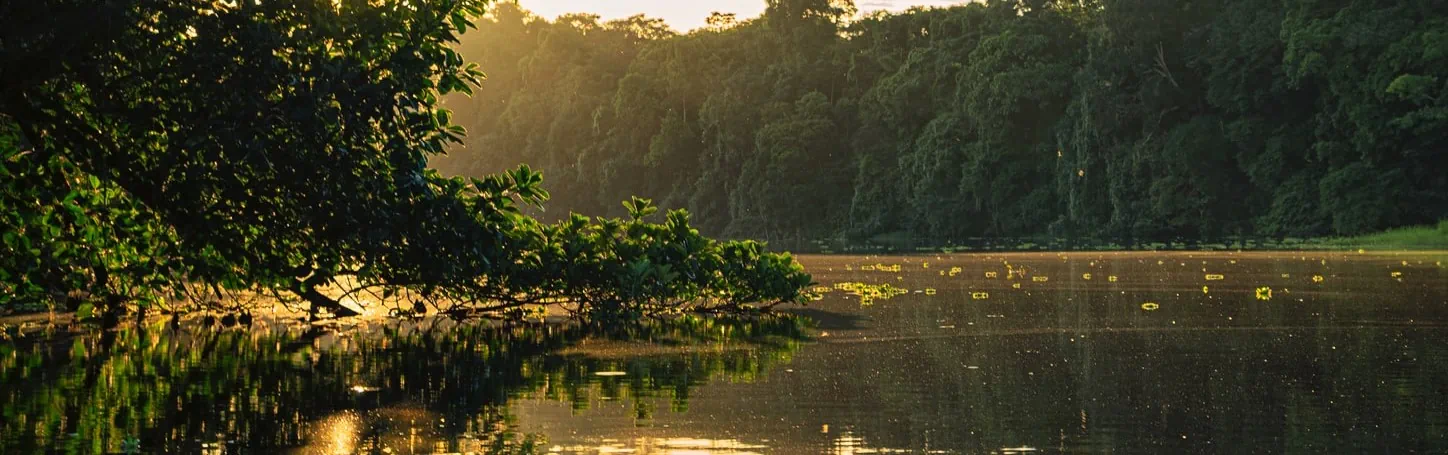 Header banner of 'The Amazon: A carbon sink in decline'