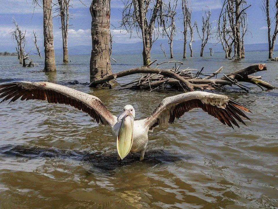 Salty sea water kills plants and trees