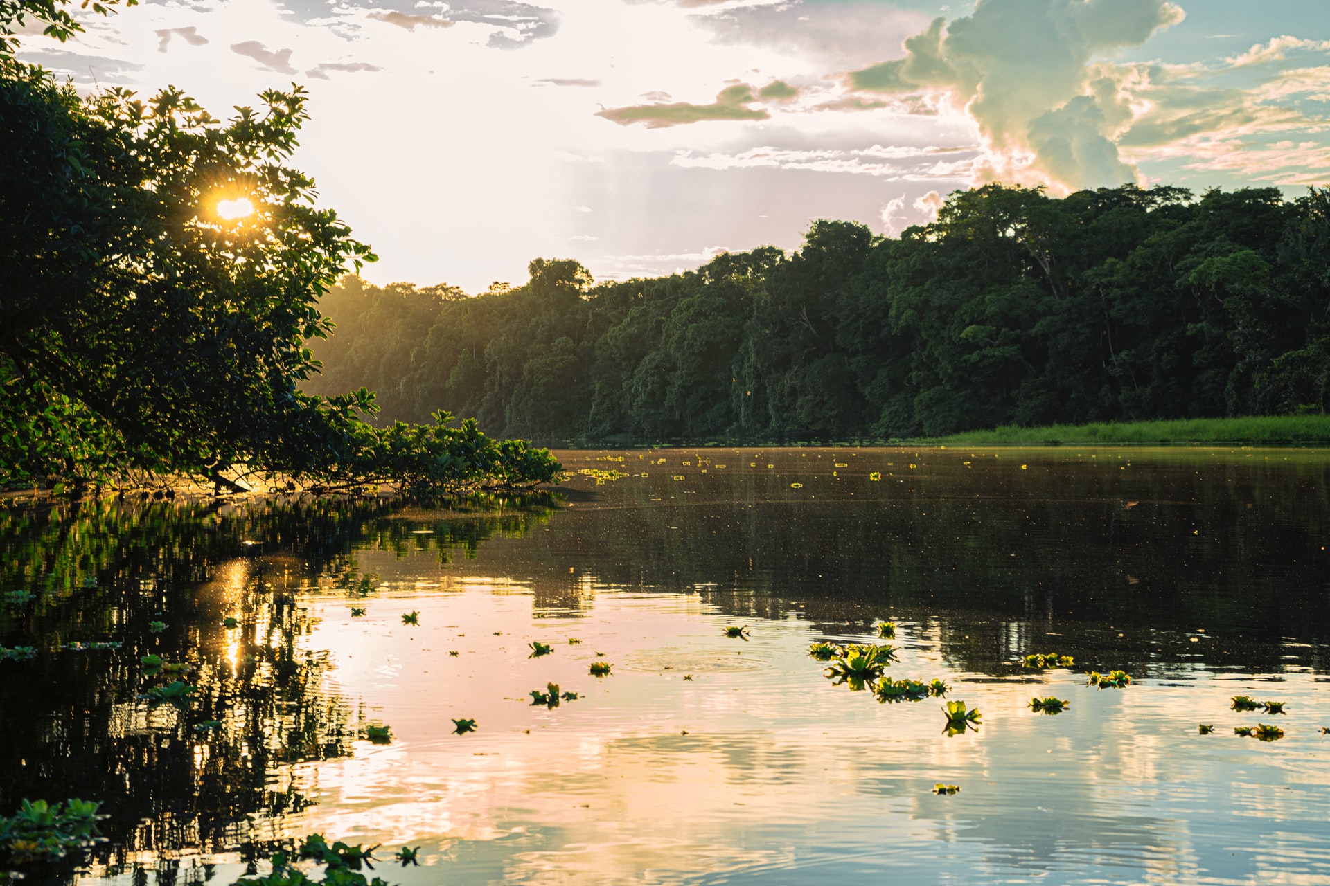 Header banner of 'The Amazon: A carbon sink in decline'