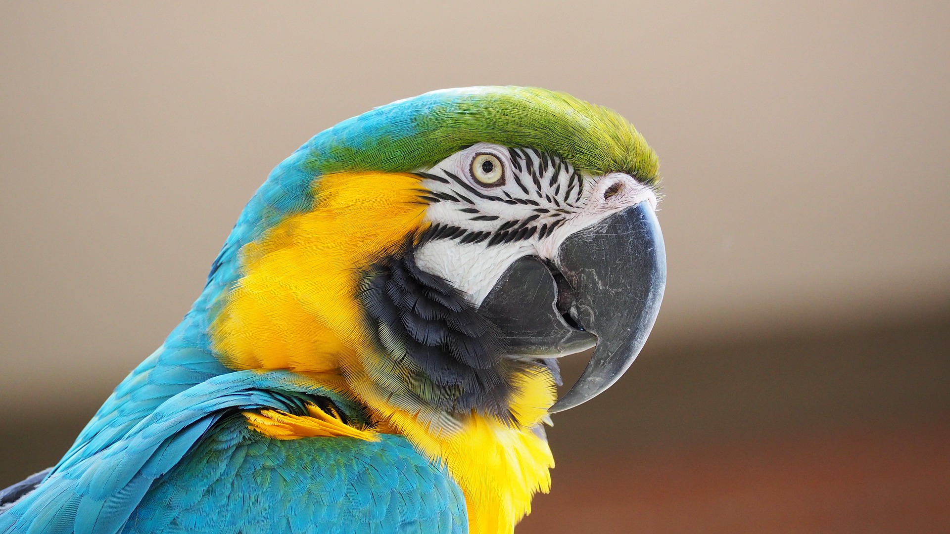 A blue and yellow macaw, commonly seen in the Amazon. Pixabay