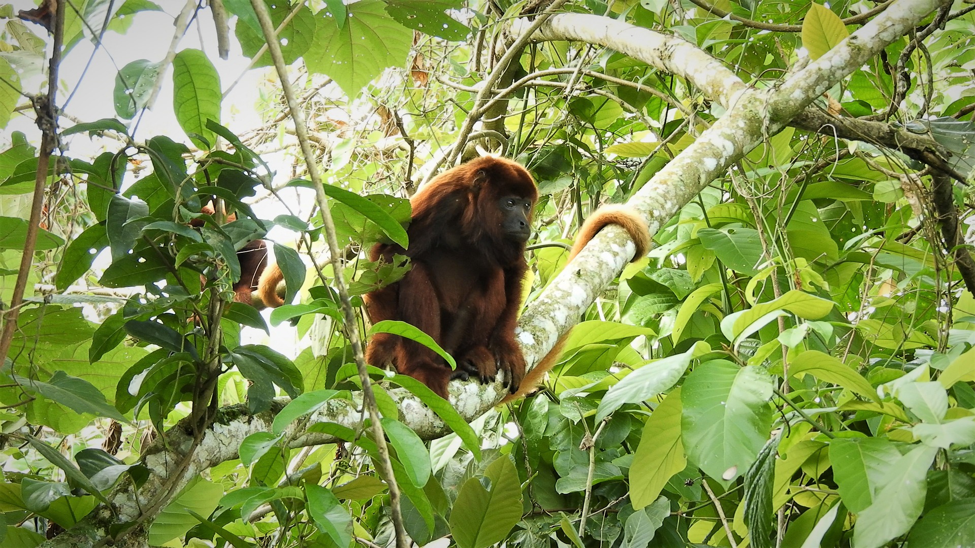 A howler monkey, one of nature’s loudest animals. Pixabay