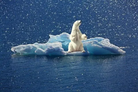 Polar bear on disappearing sea ice. Pixabay