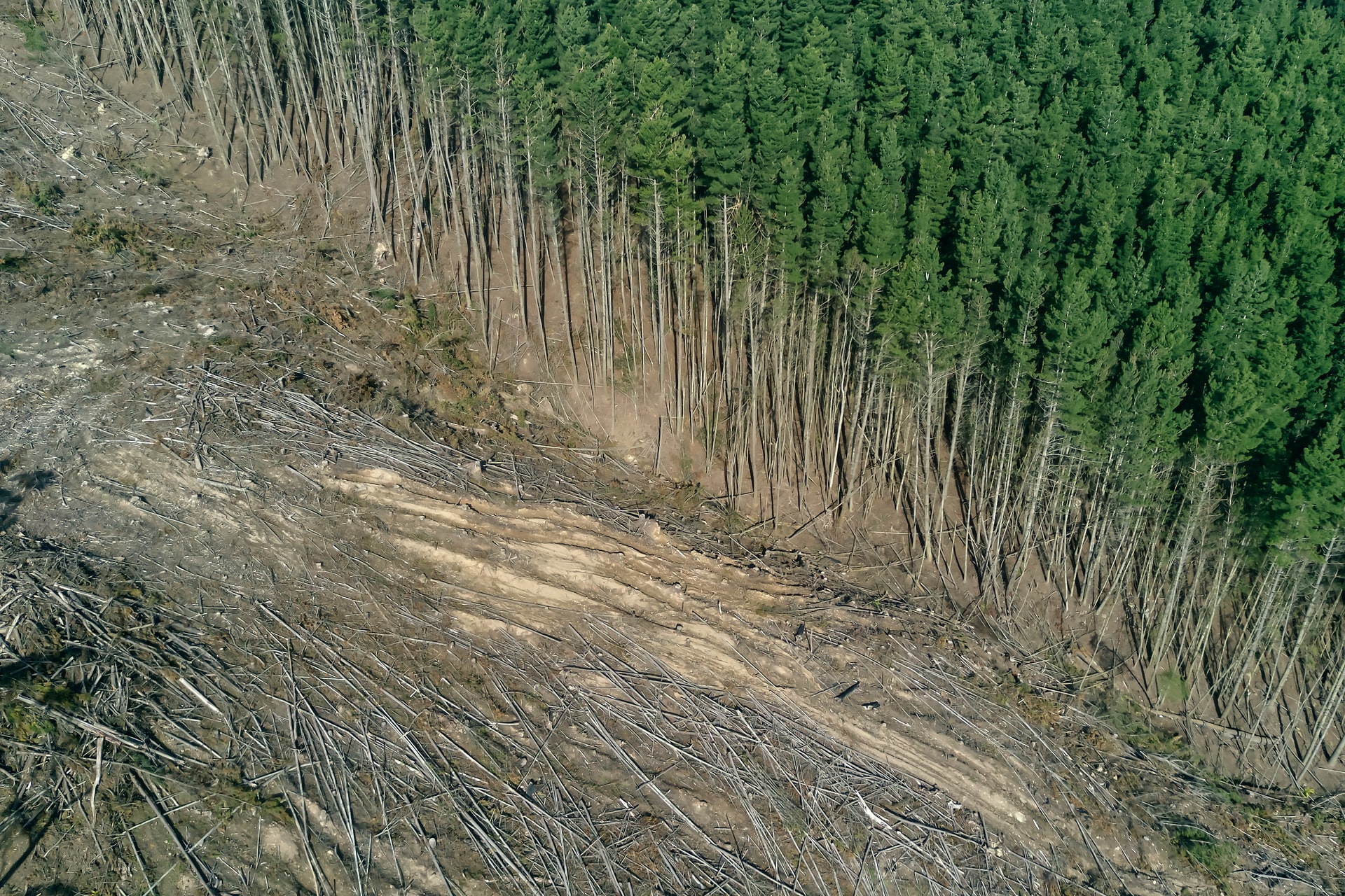 Header banner of 'How Does Deforestation Affect Humans [2022]?'