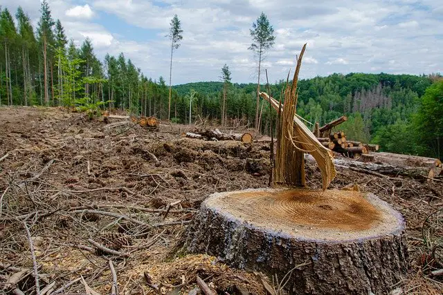 Deforestation is a major environmental issue. Pixabay