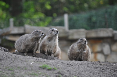 Prairie dog populations reduce in noisy places.