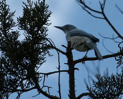 Scrub jays leave their homes due to noise pollution. Their former habitats start to disappear.