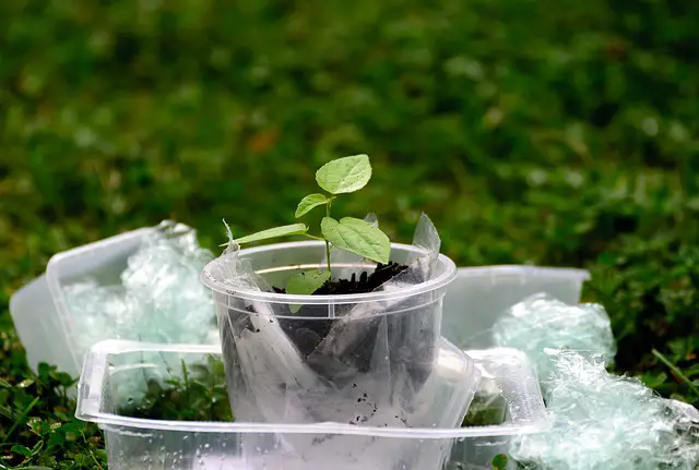Using plastic containers to plant trees at home. Pixabay