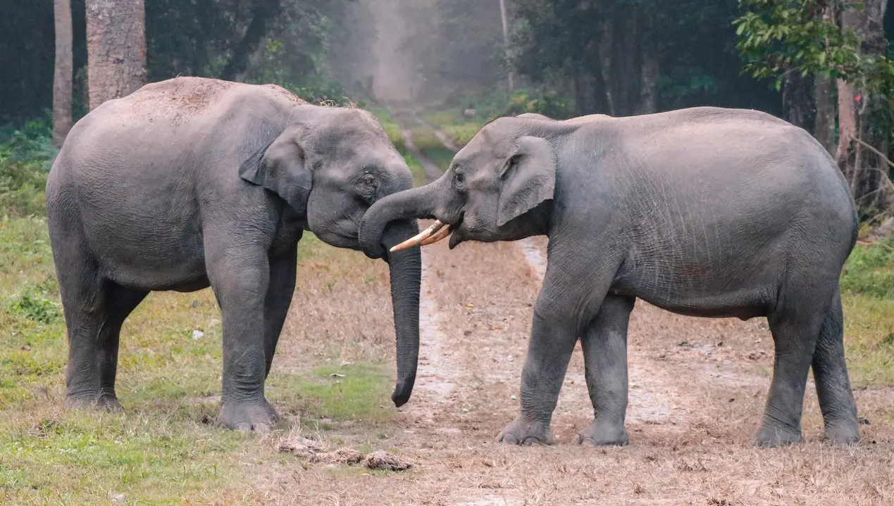 Header banner of 'List of Animals Affected By Global Warming'