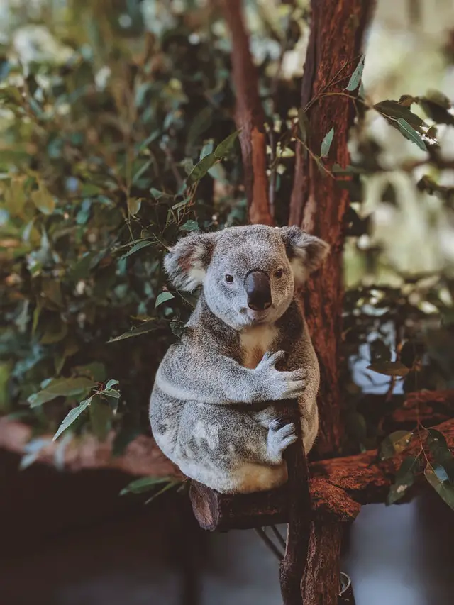 The Koala - from Valeriia Miller