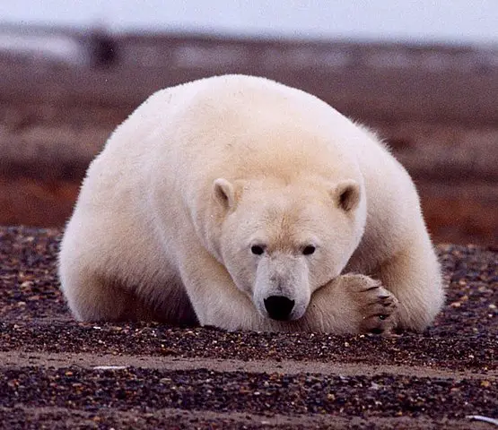 Polar Bear - from Wiki Commons
