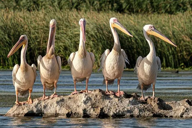 Great White Pelicans