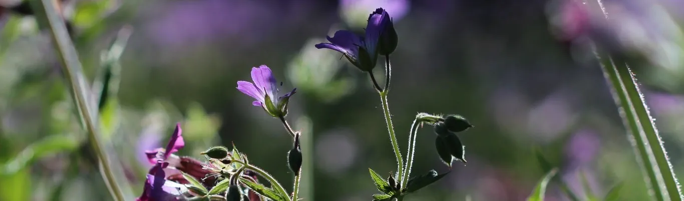 Header banner of 'What Are the Three Types of Biodiversity?[Explained]'