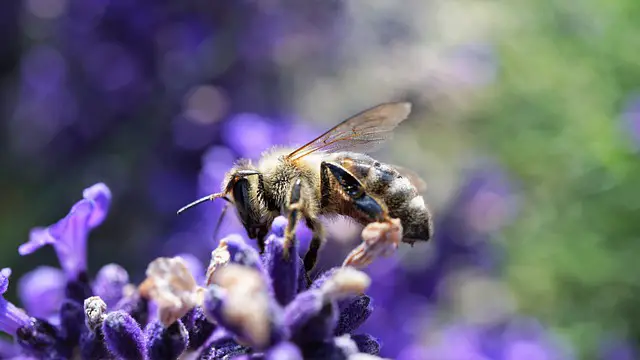 Bee on a flower from pixabay