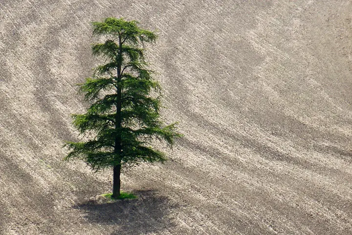 One green tree serving a large area