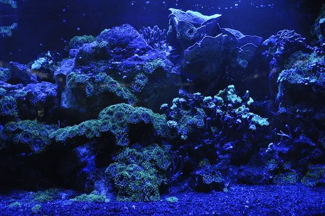 Growing coral reefs. Pixabay