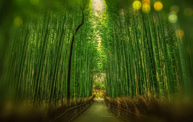 Scenic view of bamboo trees. pexels